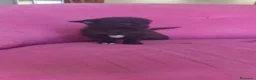 Chihuahua perros en venta: Chihuahua Toy macho negro  - Anuncio 6