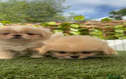 Pekinés perros en venta: PEKINES HEMBRA - Imagen 3