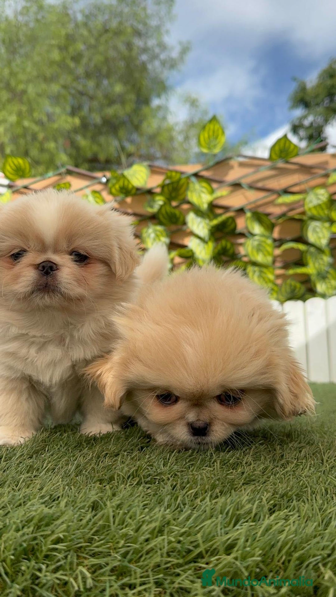 Pekinés perros en venta: PEKINES HEMBRA - Imagen 3