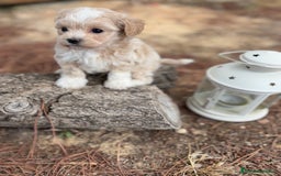 Maltipoo perros en venta: Maltipoo - Imagen 7