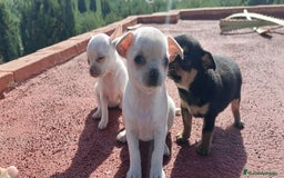 Chihuahua perros en venta: Chihuahua cabeza manzana, precio real! - Imagen 2