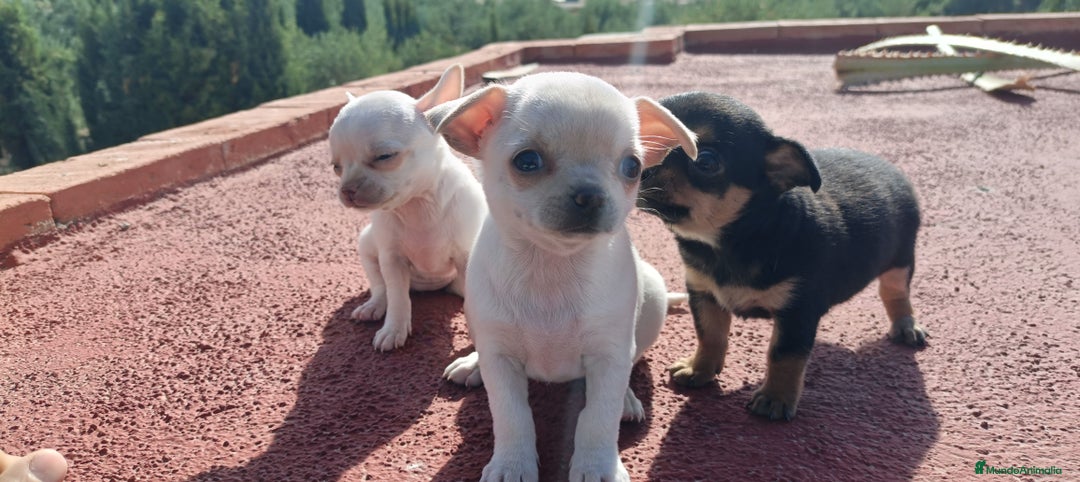 Chihuahua perros en venta: Chihuahua cabeza manzana, precio real! - Imagen 2