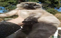 Siamés gatos en venta: Gatito Siames 3 meses - Anuncio 3