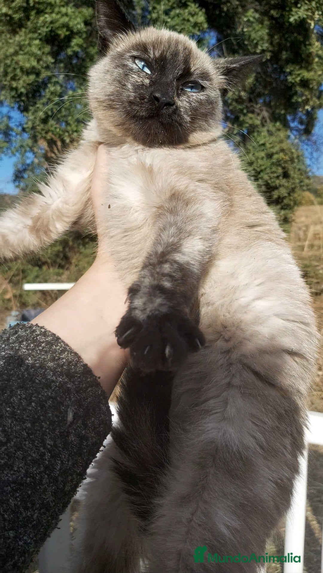 Siamés gatos en venta: Gatito Siames 3 meses - Anuncio 3