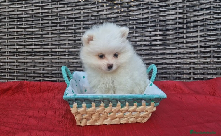 Pomerania perros - Anuncio 1