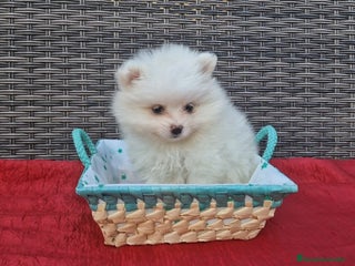 Pomerania perros - Anuncio 24