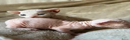 Sphynx gatos en venta: Sphynx blancos y bicolor - Anuncio 23
