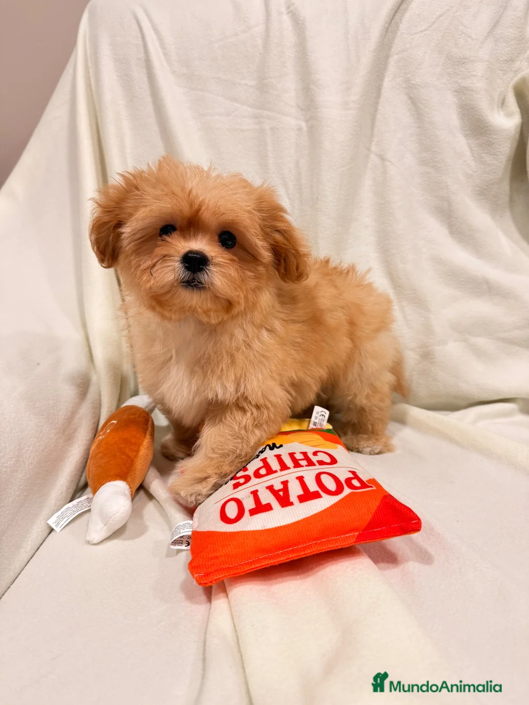 Shihpoo perros en venta: Yo Soy Fofito - Anuncio 2