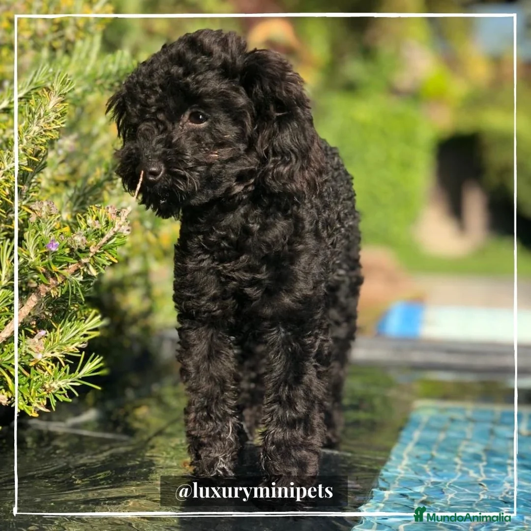 Caniche Toy perros en venta: Camada de Caniche Mini Toy  en Madrid - Anuncio 7