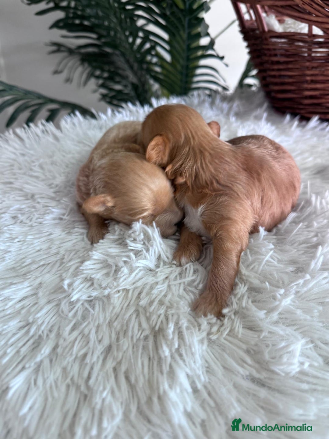Maltipoo perros en venta: MALTIPOO MACHOS - Imagen 7