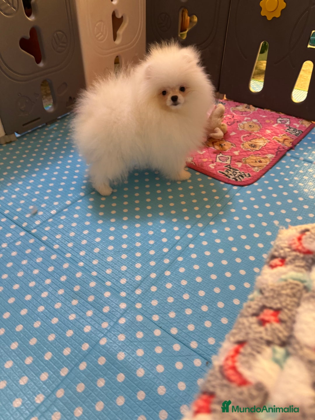 Pomerania perros en venta: Pomerania macho mini - Anuncio 1