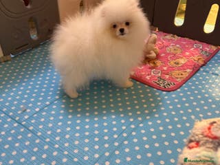 Pomerania perros Pomerania macho mini - Anuncio 1