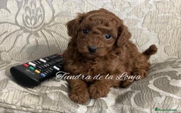 Caniche Toy perros en venta: caniche toy - Imagen 1