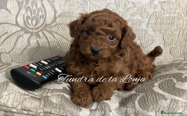 Caniche Toy perros - Propaganda 2