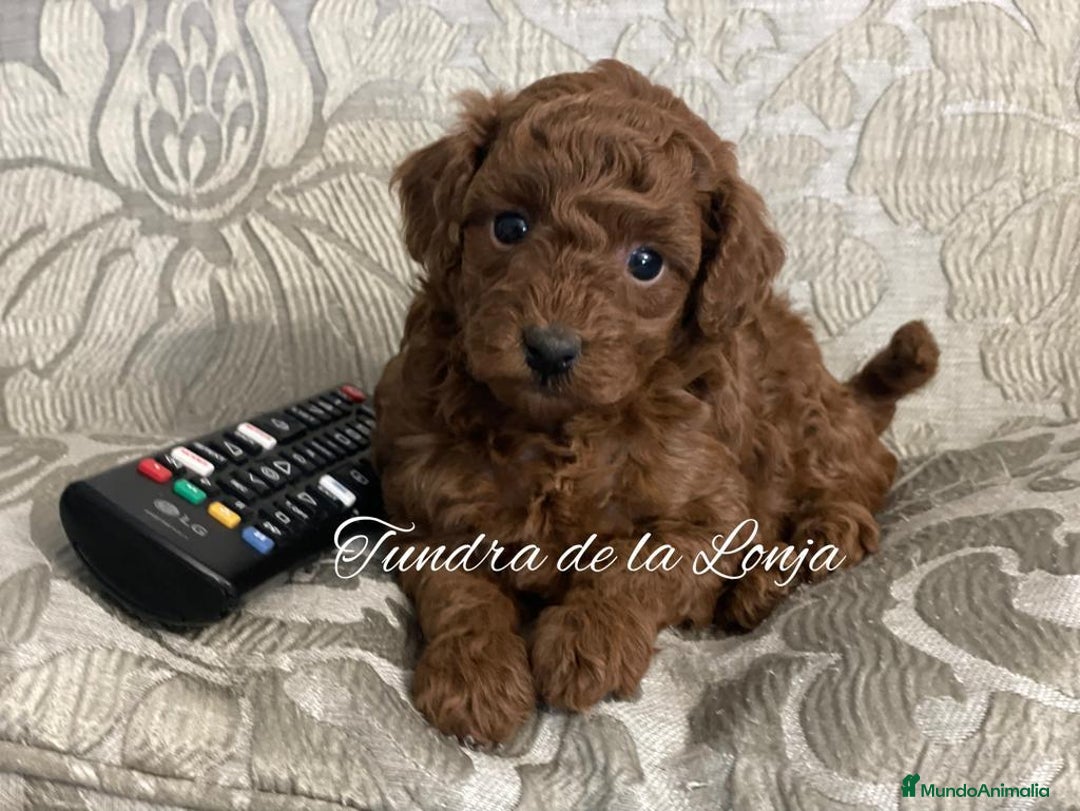 Caniche Toy perros en venta: caniche toy - Imagen 1