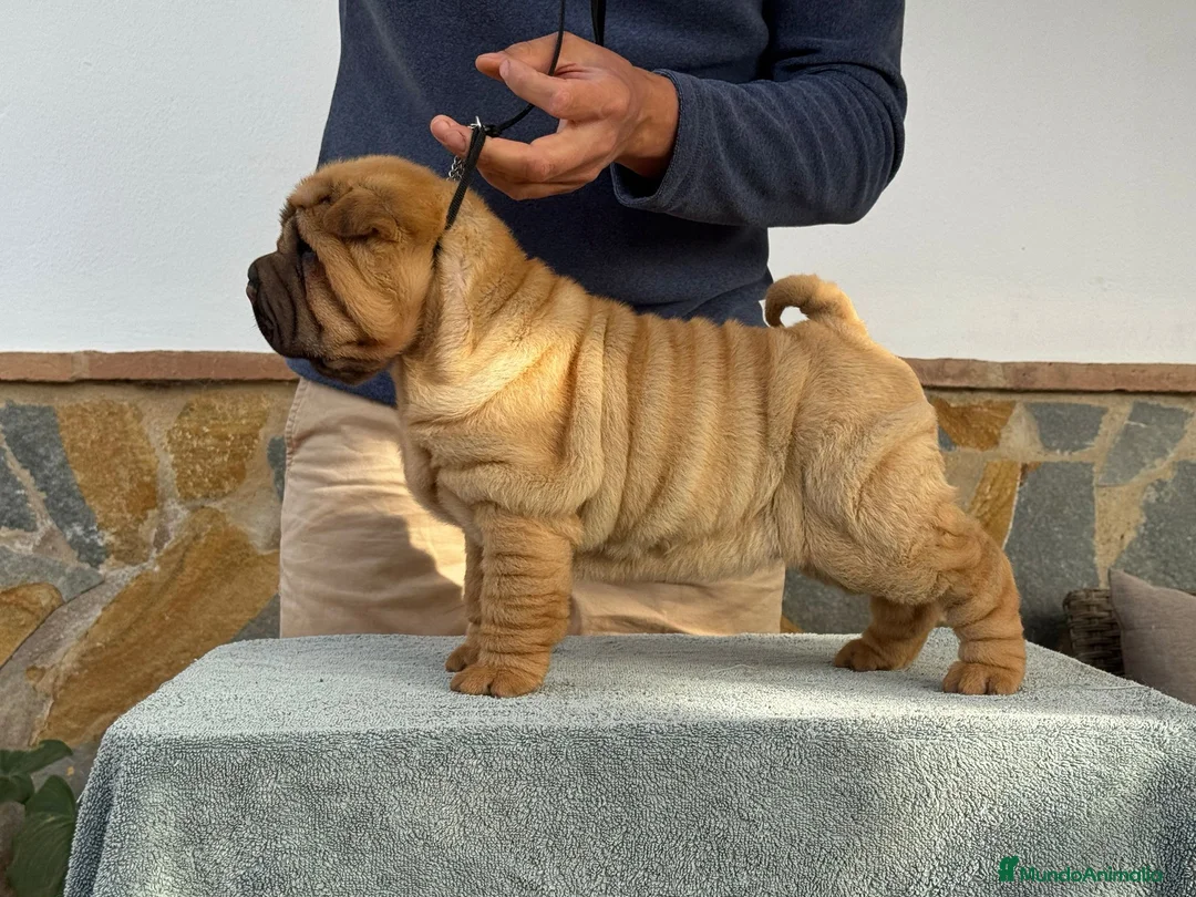 Shar Pei perros en venta: BEBE SHAR PEI MAXIMA CALIDAD - Anuncio 2
