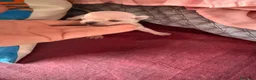 Chihuahua perros en venta: Preciosos chihuahuas  - Anuncio 2