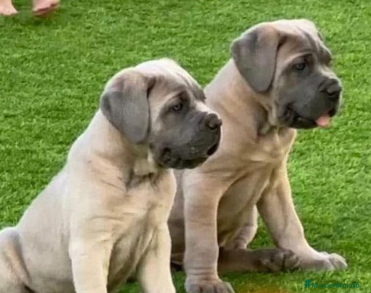 Cane Corso perros Cane corso - Anuncio 1