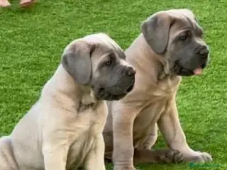 Cane Corso perros Cane corso - Anuncio 1