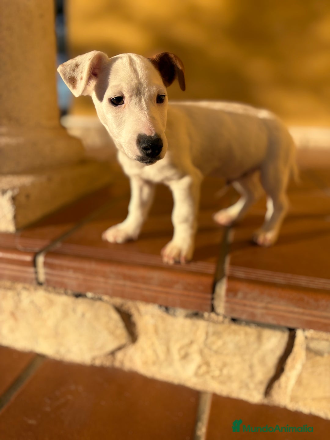Jack Russell Terrier perros en venta: Cachorro macho de Jack Russell  - Anuncio 11