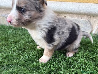 Border Collie perros Cachorro Border collie Merle macho - Anuncio 35
