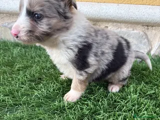 Border Collie perros Cachorro Border collie Merle macho - Anuncio 5