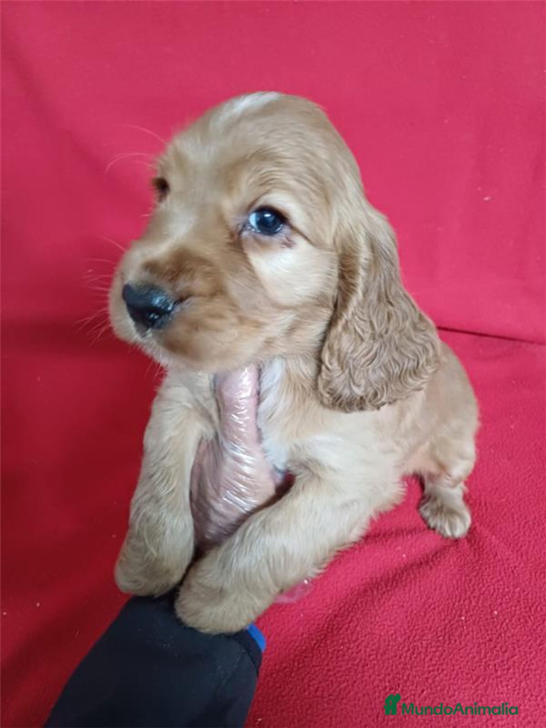 Cocker Spaniel Inglés perros en venta: Cocker Spaniel  - Anuncio 1