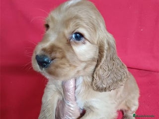Cocker Spaniel Inglés perros Cocker Spaniel - Anuncio 1