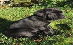 Cane Corso perros en venta: CACHORROS MACHOS DE CANE CORSO - Anuncio 2