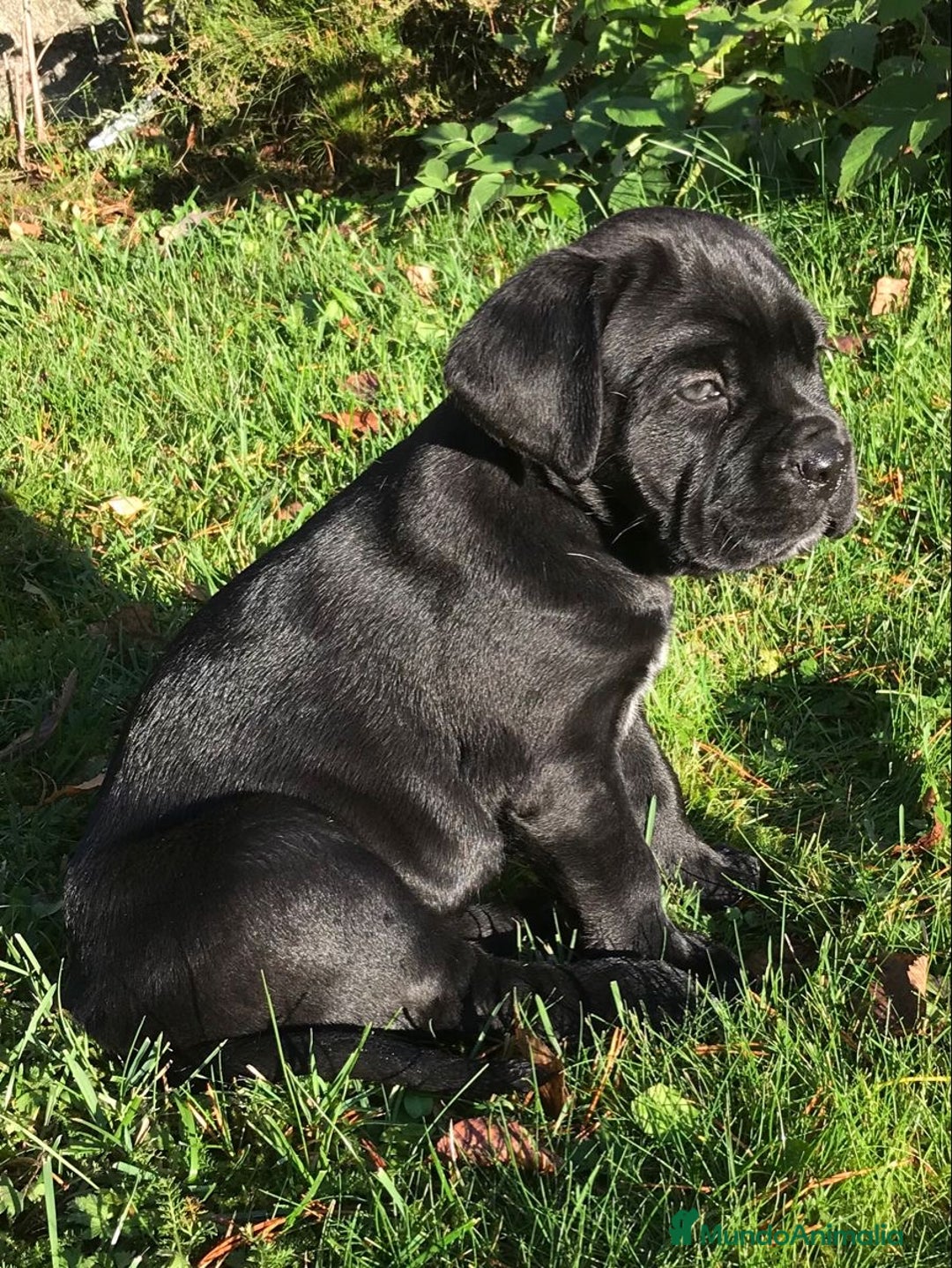 Cane Corso perros en venta: CACHORROS MACHOS DE CANE CORSO - Anuncio 2