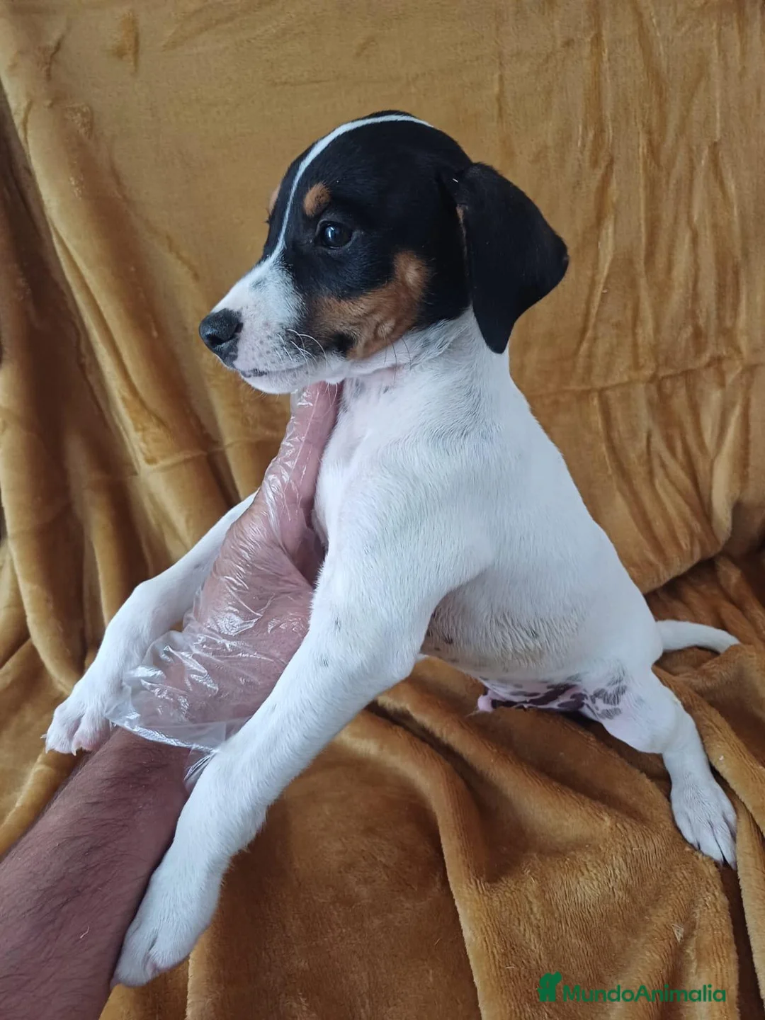 Ratonero Bodeguero Andaluz perros en venta: Bodeguero Andaluz  - Anuncio 2