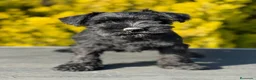 Schnauzer Miniatura perros en venta: Schnauzer miniatura  - Anuncio 3