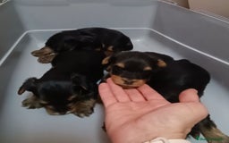 Yorkshire Terrier perros en venta: CACHORROS YORKSHIRE  - Imagen 1