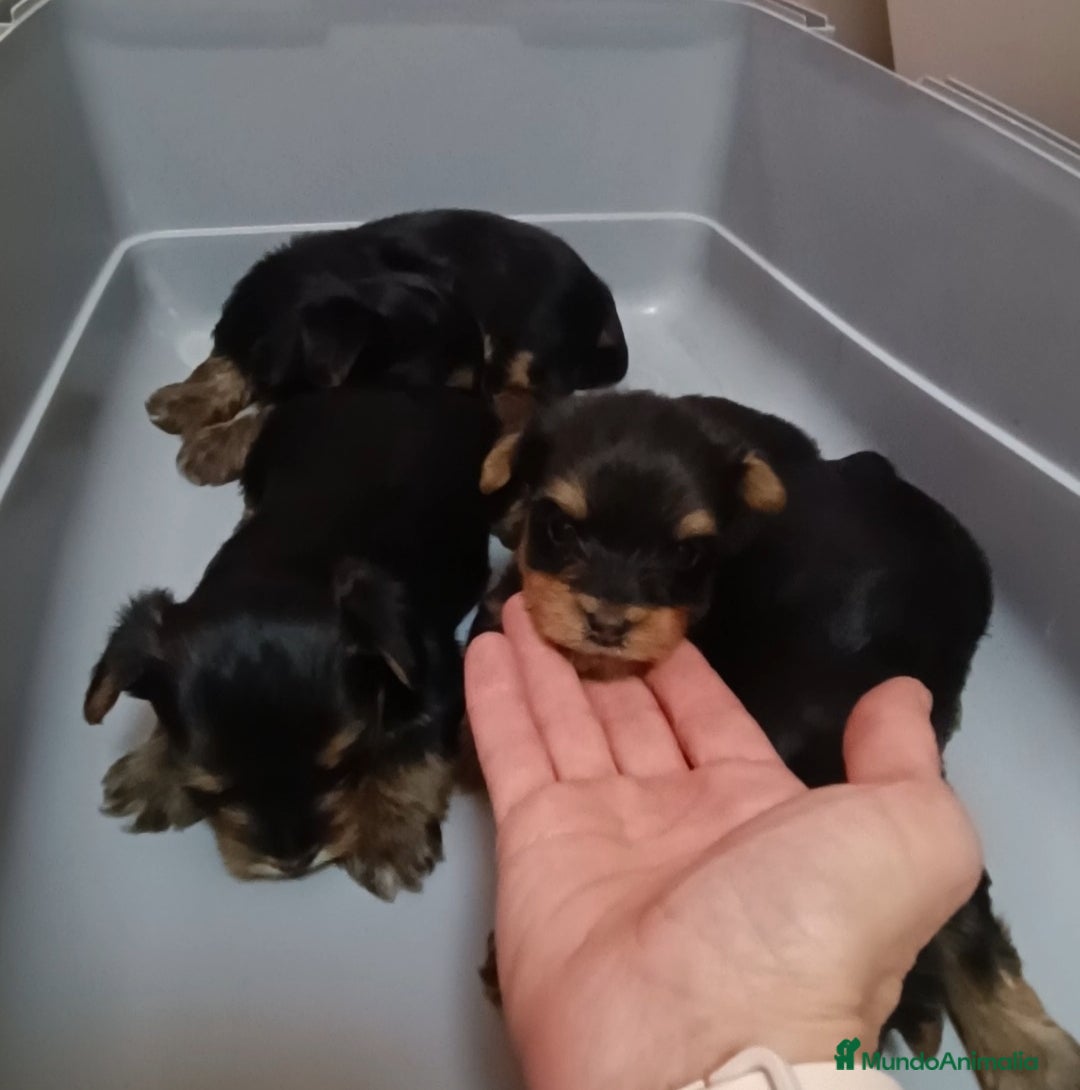 Yorkshire Terrier perros en venta: CACHORROS YORKSHIRE  - Imagen 1