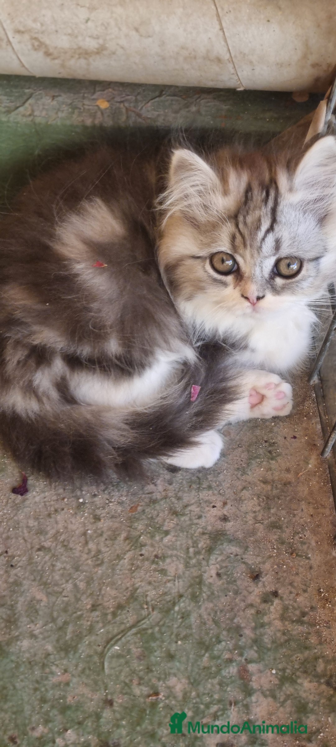 Persa gatos en venta: Gatos persa - Imagen 7