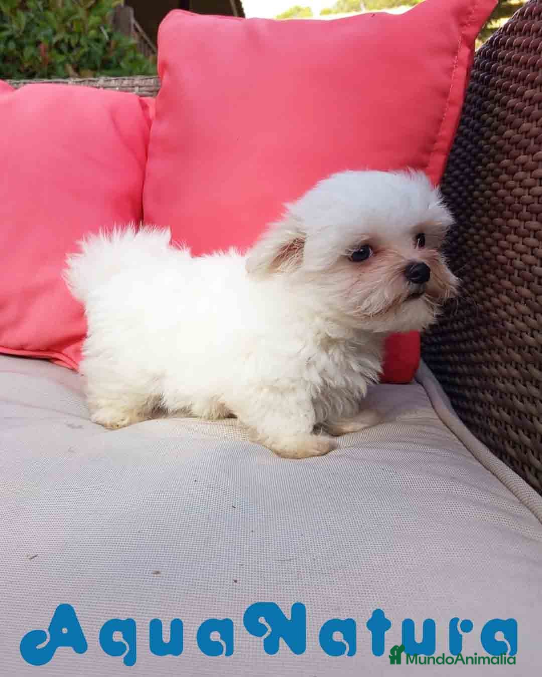 Bichón Maltés perros en venta: Bichon Maltes Macho de Malita AQUANATURA - Imagen 10