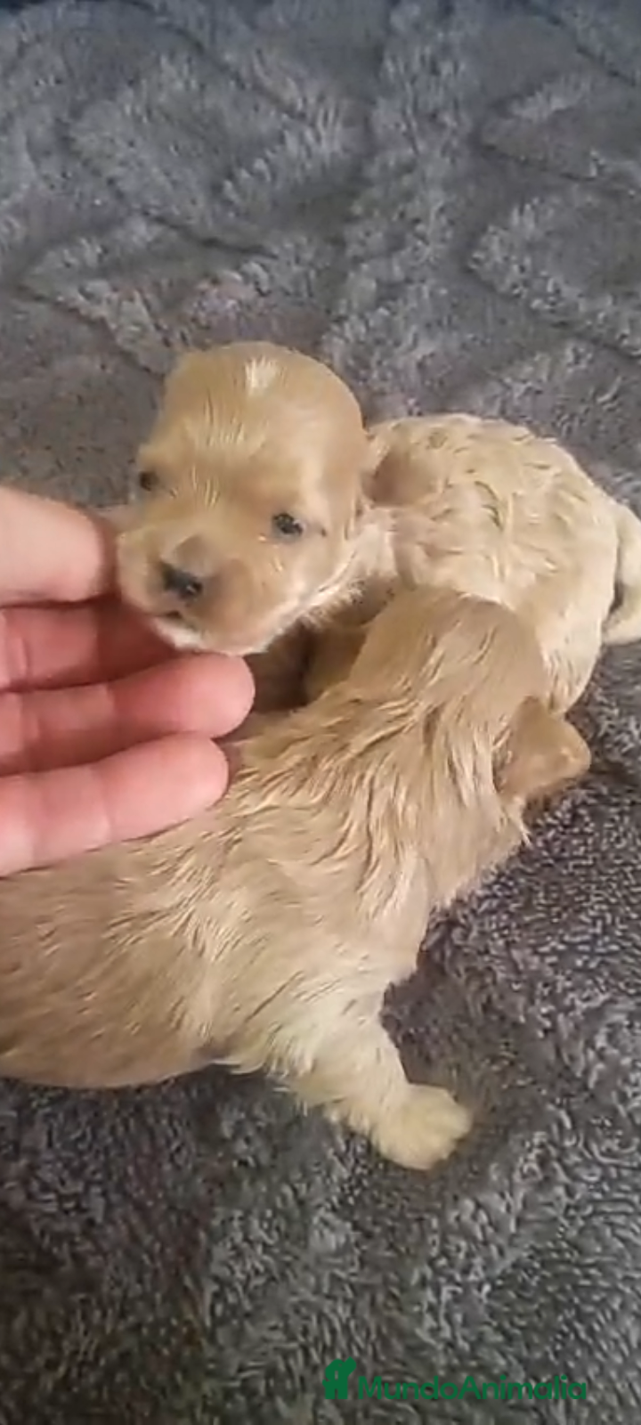 Maltipoo perros Maltipoo - Anuncio 1