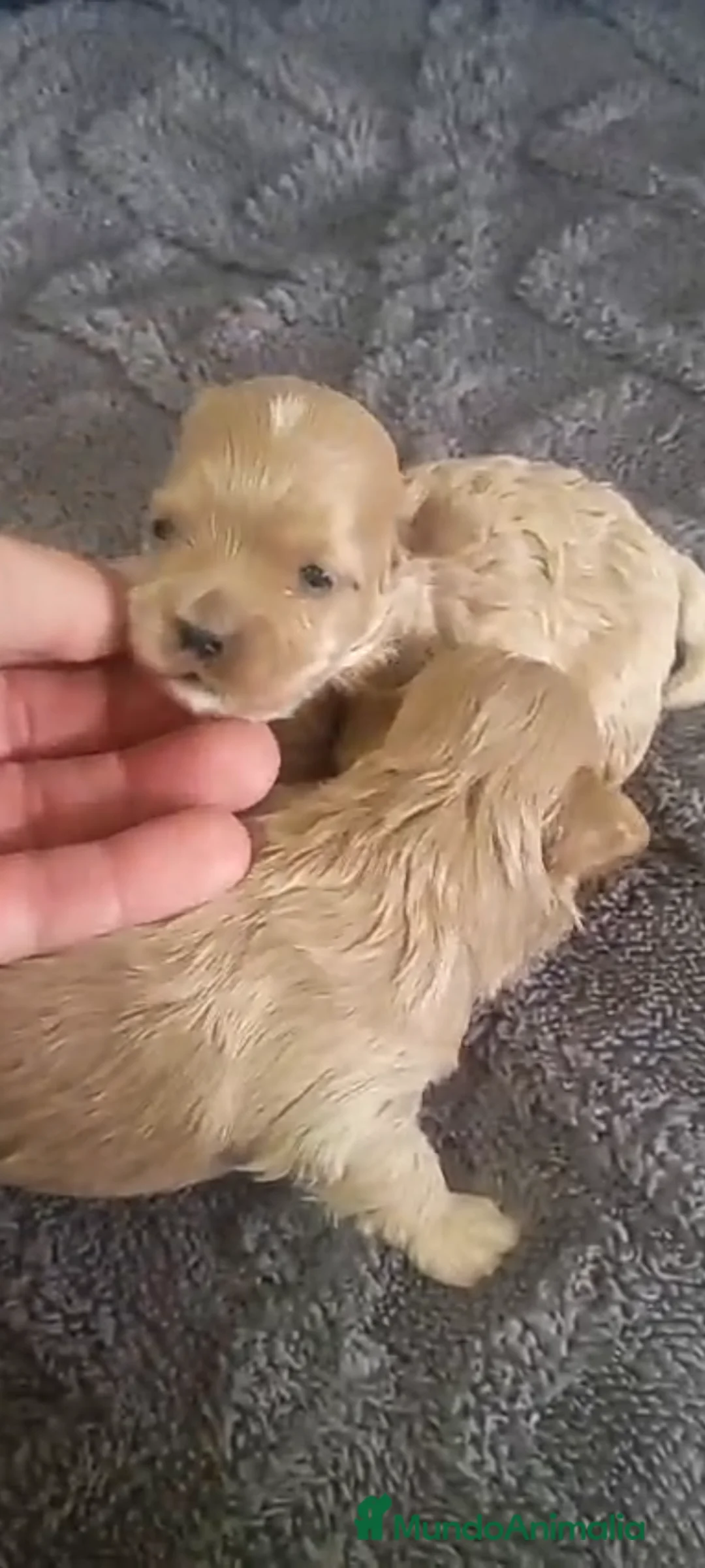 Maltipoo perros en venta: Maltipoo - Anuncio 1