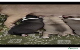 American Staffordshire-Terrier perros en venta: American Stanford  - Imagen 5