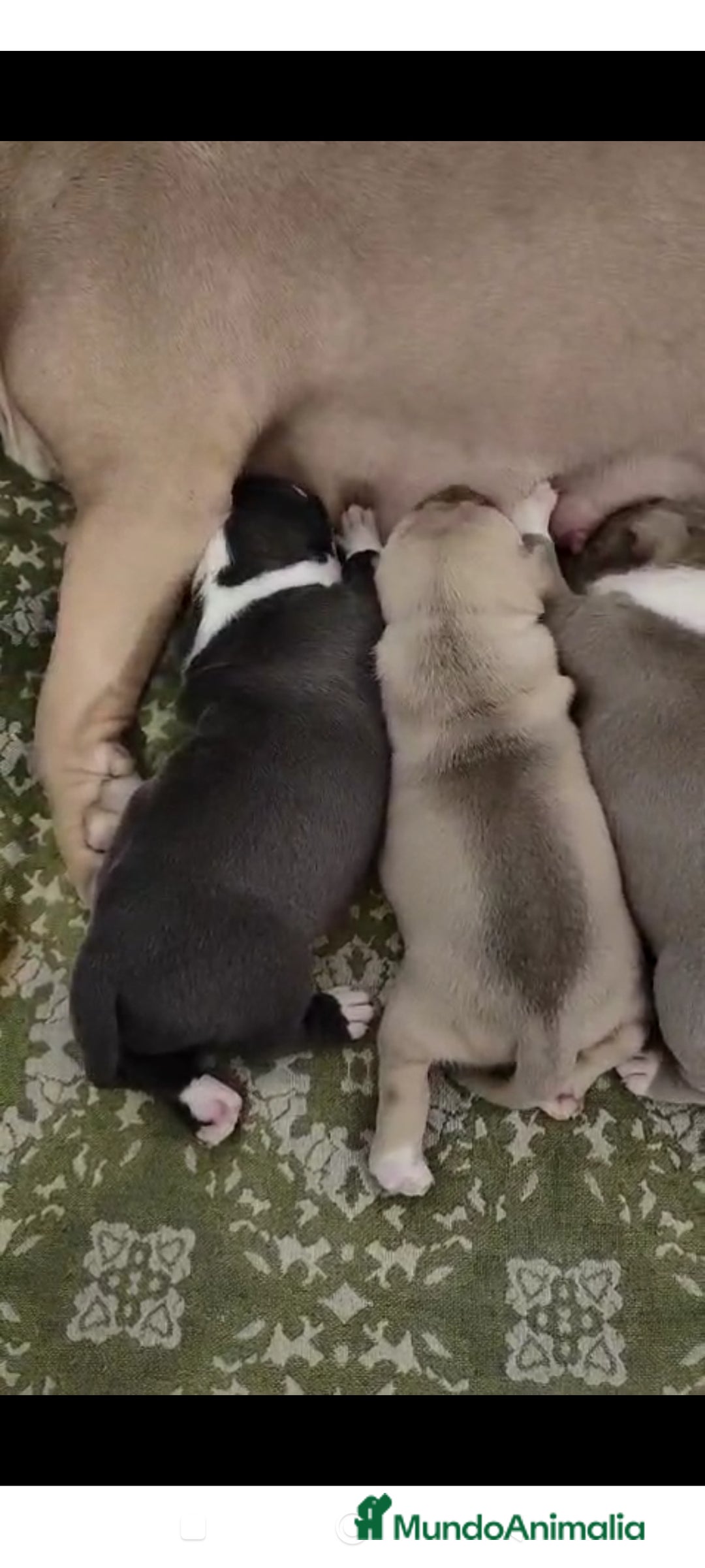 American Staffordshire-Terrier perros en venta: American Stanford  - Imagen 5