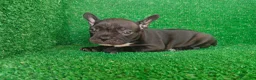 Bulldog Francés perros en venta: Bulldog francés  - Anuncio 22