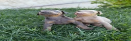 Dobermann perros en venta: Dóberman  - Anuncio 8