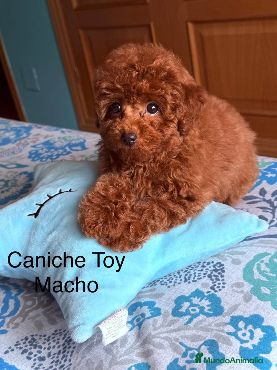 Caniche Toy perros en venta: Caniche Toy Macho disponible !!! - Anuncio 2