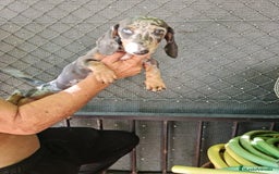 Teckel Miniatura perros en venta: Teckel macho mini arlequín  - Imagen 8