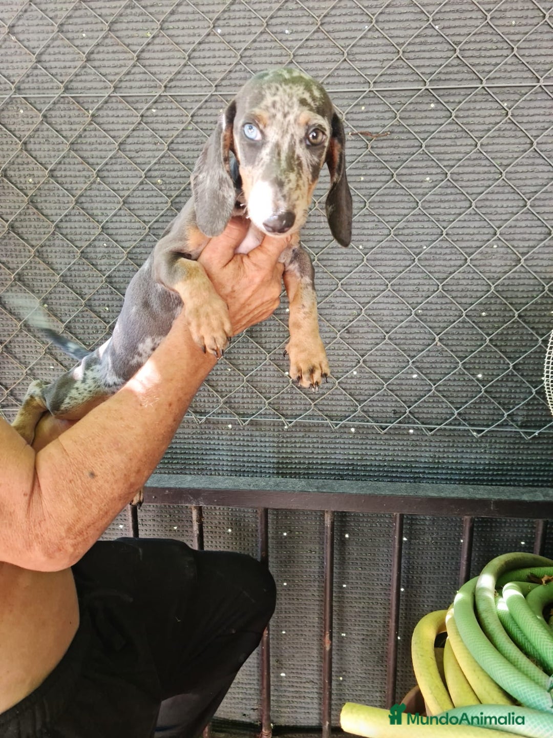 Teckel Miniatura perros en venta: Teckel macho mini arlequín  - Imagen 8
