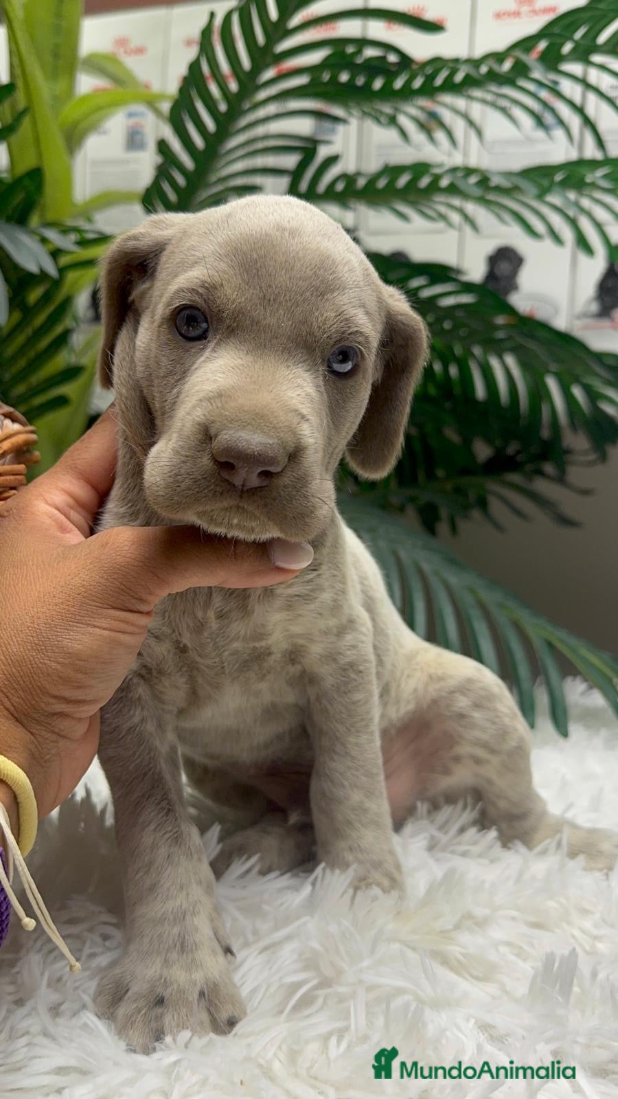 Braco Alemán de Pelo Corto perros en venta: BRACO ALEMAN - Anuncio 28