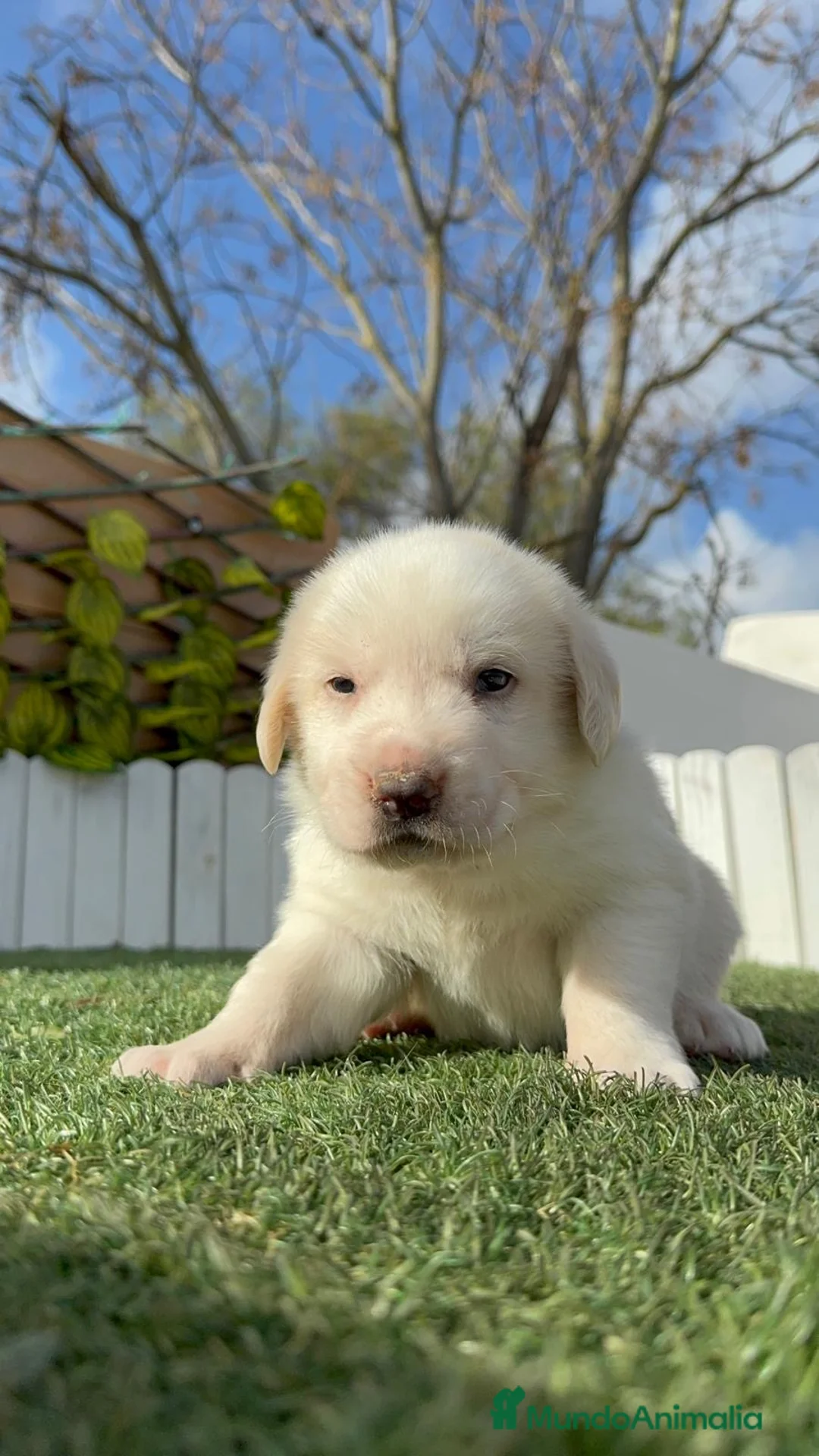 Mastín Español perros en venta: MASTIN ESPAÑOL - Anuncio 7