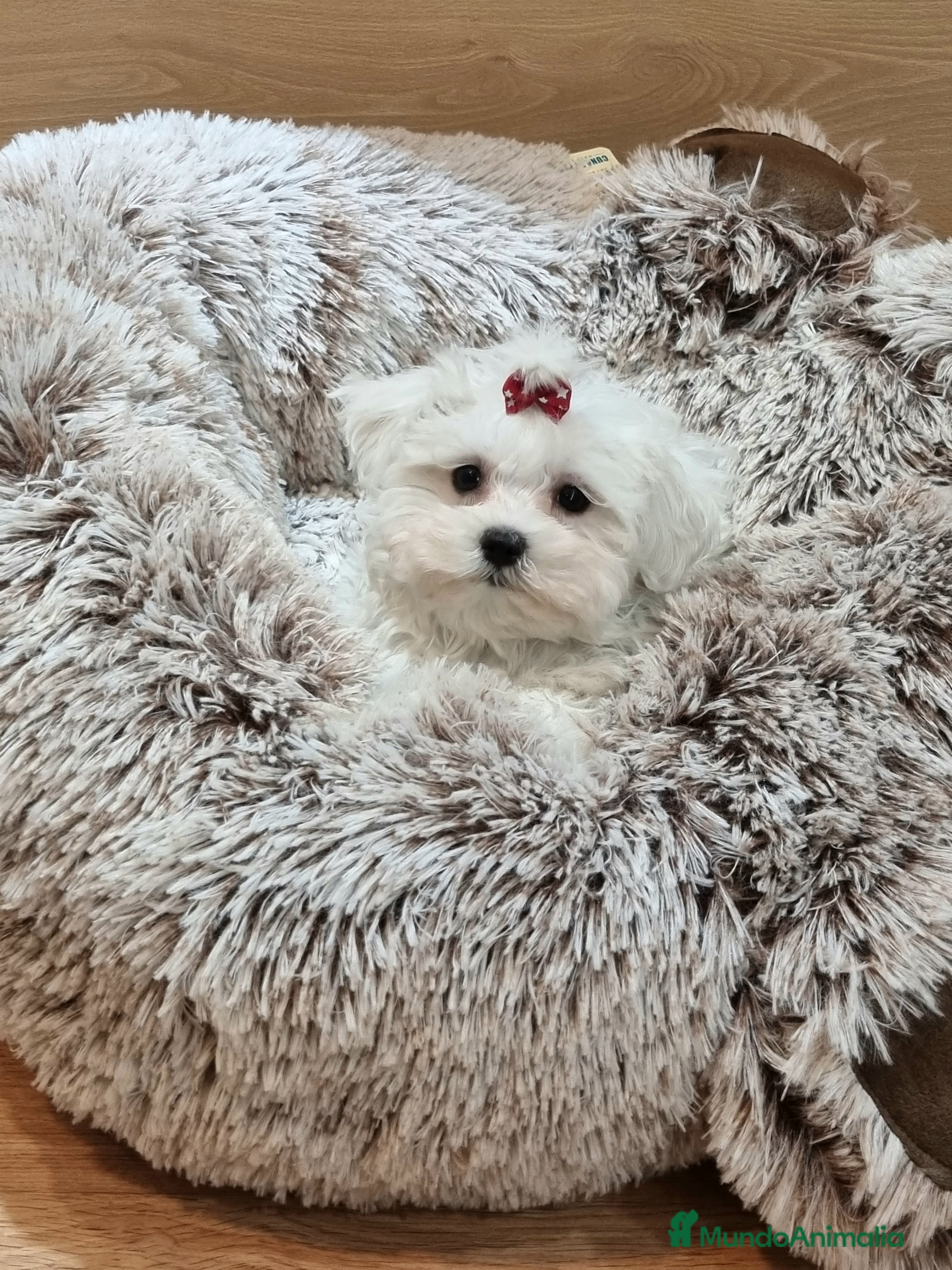 Bichón Maltés perros Cachorros de Bichón Maltés  en Barcelona - Anuncio 2