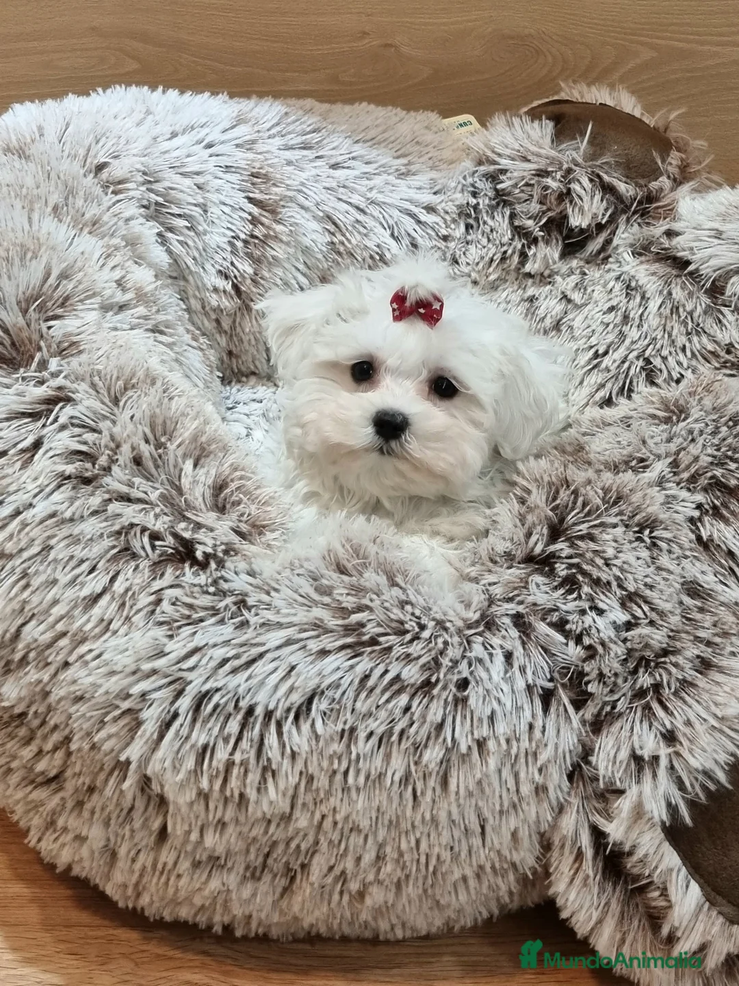 Bichón Maltés perros en venta: Cachorros de Bichón Maltés  en Barcelona - Anuncio 2