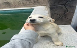 Labrador Retriever perros en venta: Labrador retriever macho  - Anuncio 4